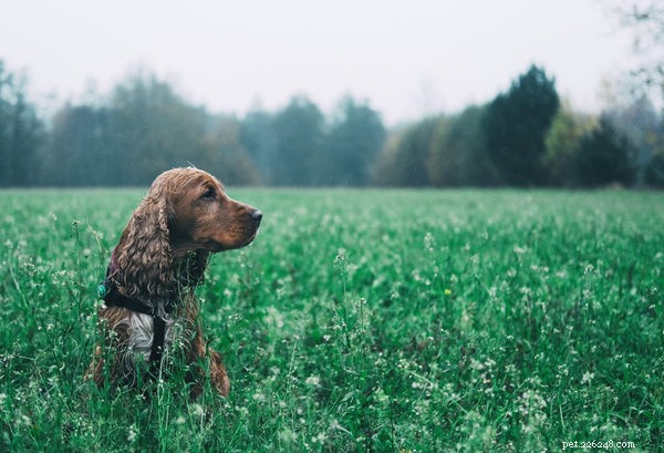 Är Cocker Spaniel-hundar allergivänliga?