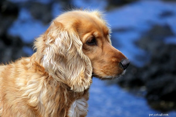 Jsou psi kokršpanělů hypoalergenní?