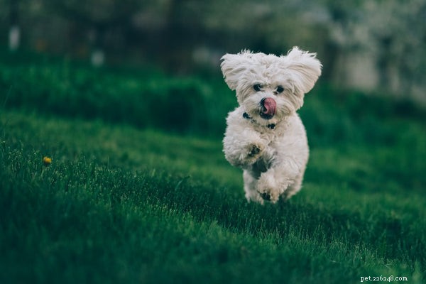 Bichon Frise Dog:Allt du behöver veta