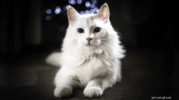 Você deve ter um gato angorá turco?