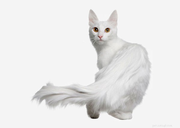 Moet je een Turkse angora kat nemen?