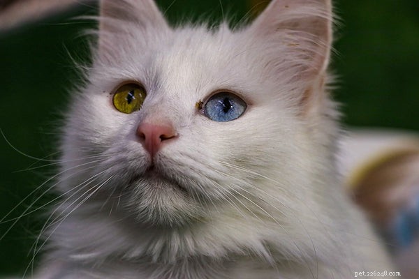 Měli byste si pořídit tureckou angorskou kočku?