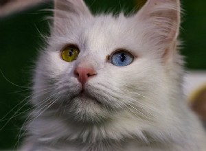 ターキッシュアンゴラ猫を飼うべきですか？ 