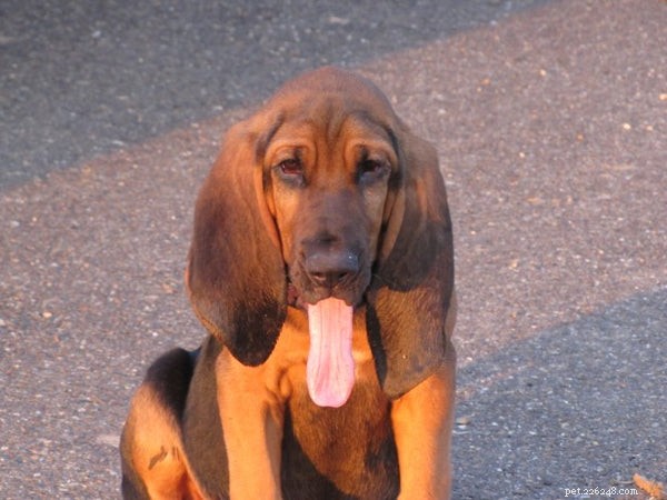 Bloodhound Dog:conosci questo cane da caccia