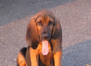 Bloodhound Dog:이 사냥개 알아보기