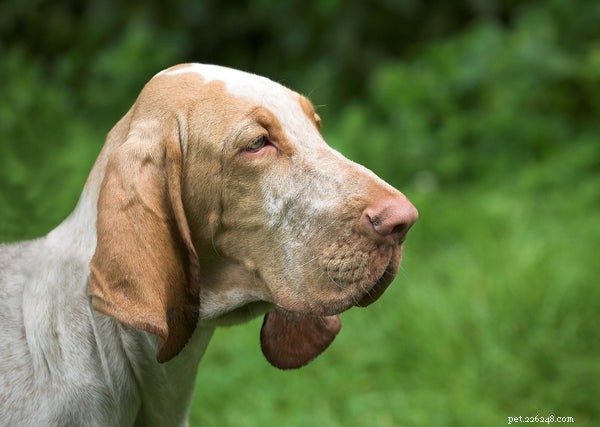ブラッドハウンド犬：この狩猟犬を知る 