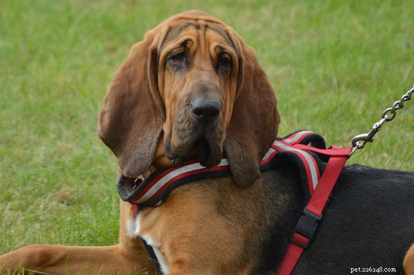 Bloodhound Pes:Seznamte se s tímto loveckým psem