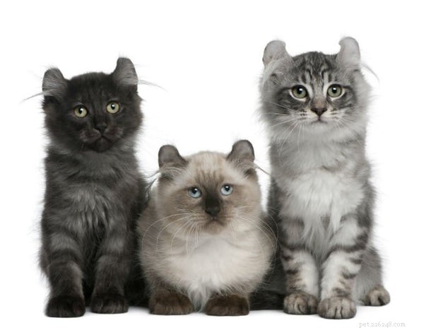 Co je to americká kadeřavá kočka?