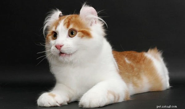 O que é o American Curl Cat?