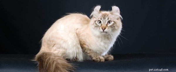 Vad är American Curl Cat?