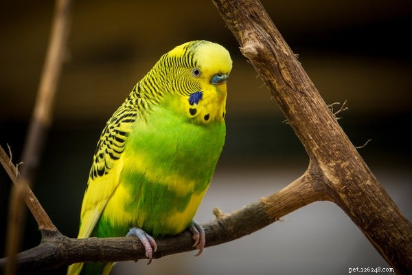 Zde jsou nejčastější ptáci pro rodiny