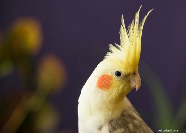 Zde jsou nejčastější ptáci pro rodiny