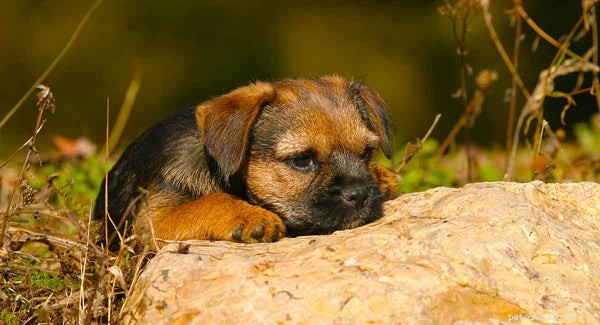 Border Terrier Adoption:Vad du kan förvänta dig