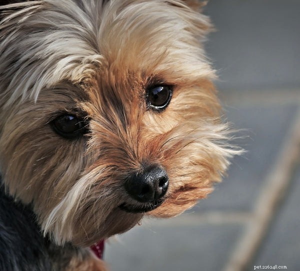 Border Terrier Adoption:Vad du kan förvänta dig