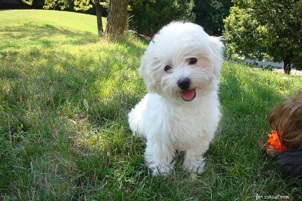 Zorgen voor een Bolognese puppy:wat u moet weten