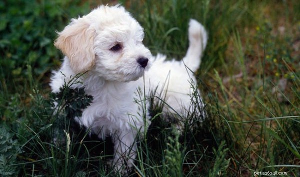 Péče o boloňské štěně:Co vědět