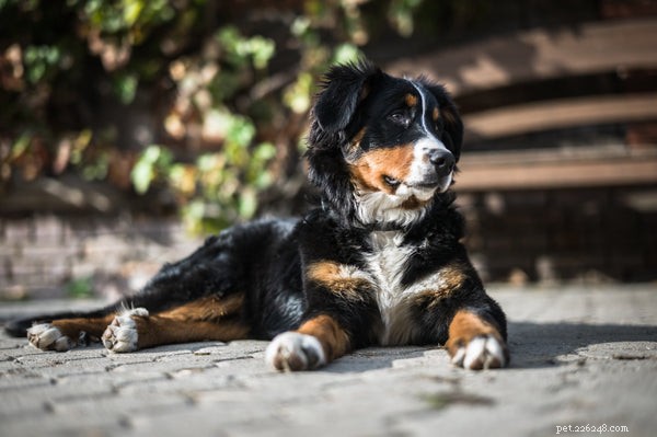 Allt du behöver veta om en räddning av Berner Sennenhund