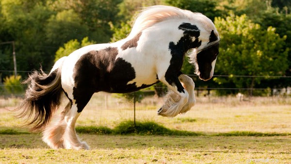 Diferentes raças de cavalos:conheça-as