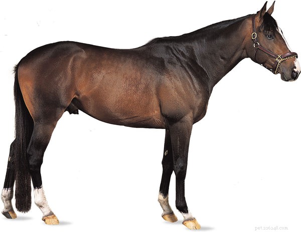 Разные породы лошадей:познакомьтесь с ними