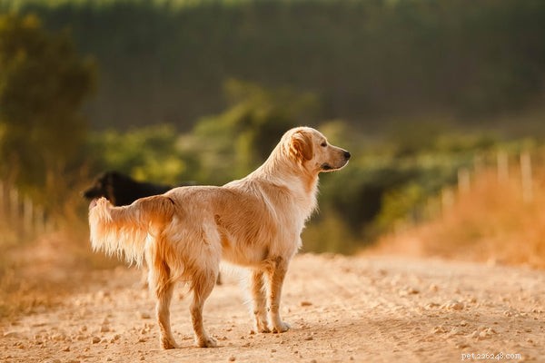 Hier zijn de 5 beste grote hondenrassen
