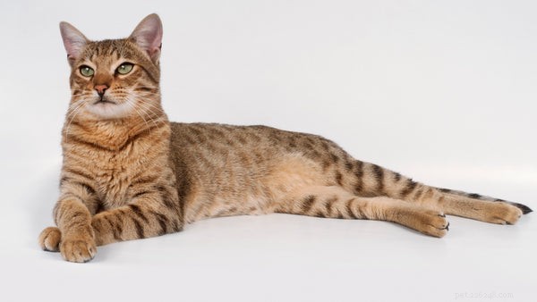 Considerando um gato? Aqui estão as 5 melhores raças de gatos grandes