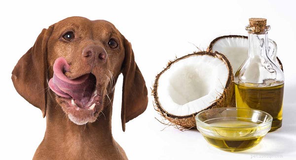 Bästa skälen att köpa kokosolja för hundar