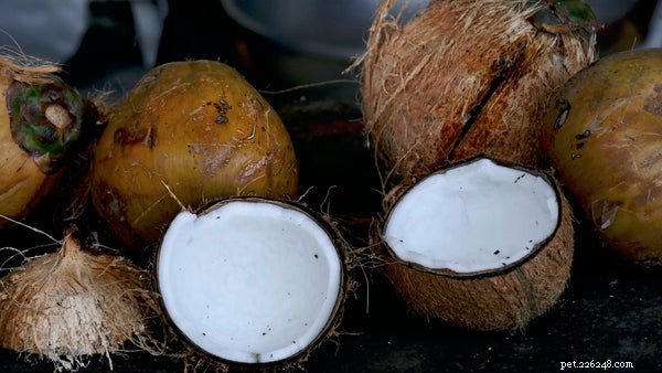 Nejlepší důvody, proč si pořídit kokosový olej pro psy