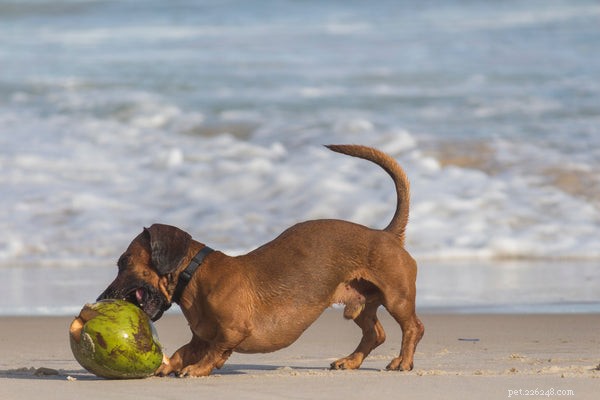 Beste redenen om kokosolie voor honden te krijgen