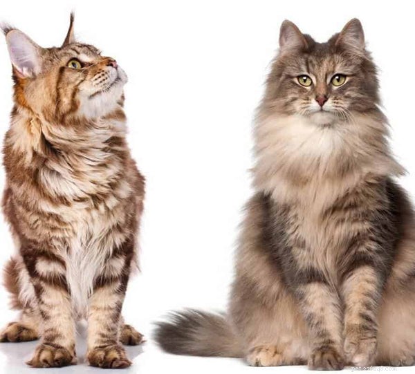 Norská lesní kočka vs Maine Coon:Co potřebujete vědět
