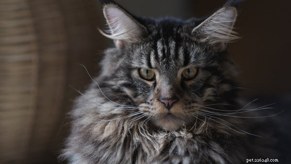 Gato norueguês da floresta vs Maine Coon:o que você precisa saber