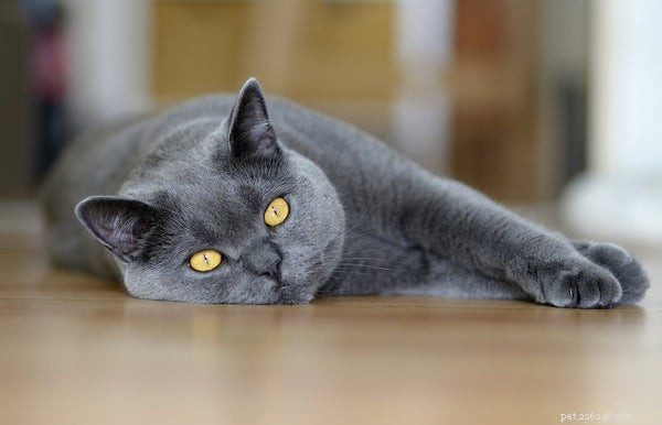 怠惰な猫の品種：これらのトップ8の品種を知る 