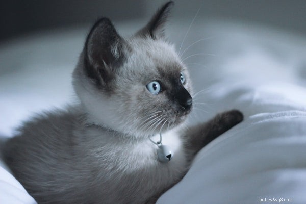Raças de gatos preguiçosos:conheça essas 8 principais raças