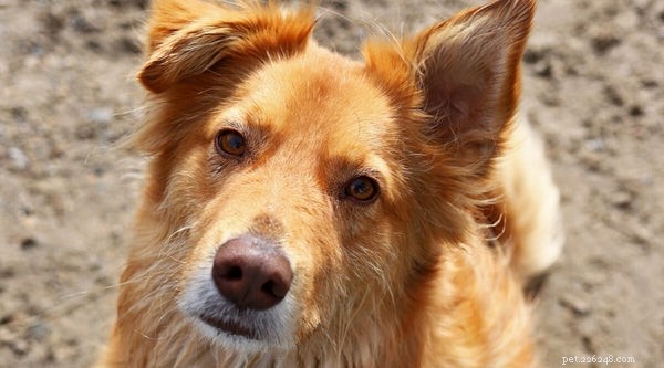 Австралийский ретривер:5 причин, по которым эта порода собак является лучшей