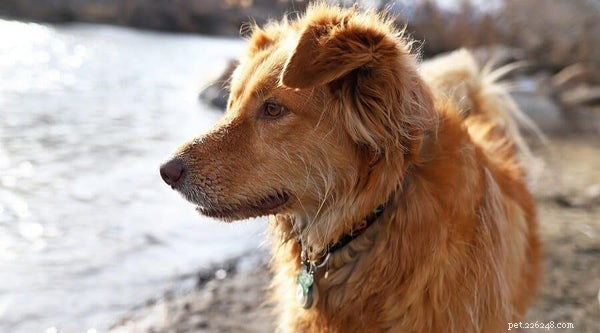 Австралийский ретривер:5 причин, по которым эта порода собак является лучшей