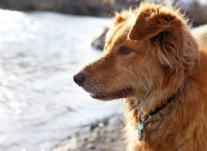 オーストラリアのレトリバー：この犬種が最高である5つの理由 