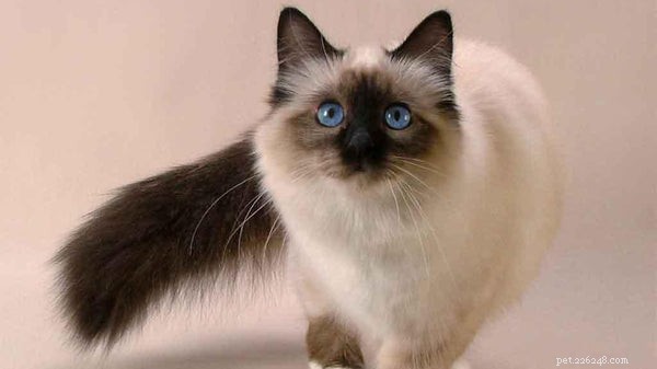 6 exotických plemen koček, která potřebujete znát