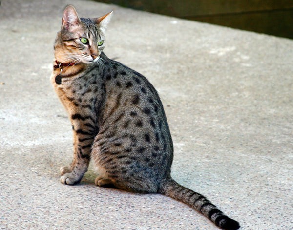 6 exotických plemen koček, která potřebujete znát