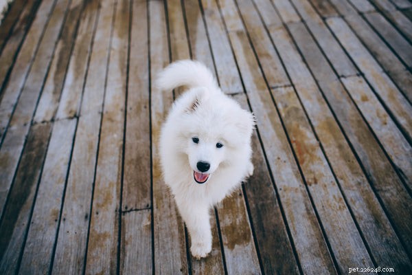 Voordelen van zalmolie voor honden