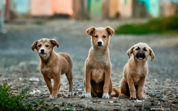 Voordelen van zalmolie voor honden