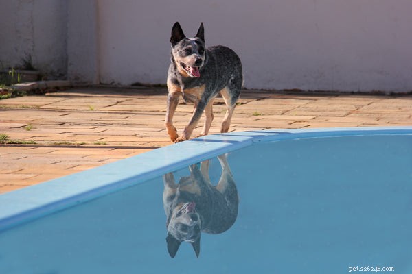 Nejlepší věci, které byste měli vědět při získávání záchrany australského honáckého psa