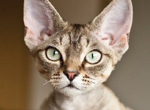 Самые популярные породы кошек:познакомьтесь с этими замечательными кошачьими