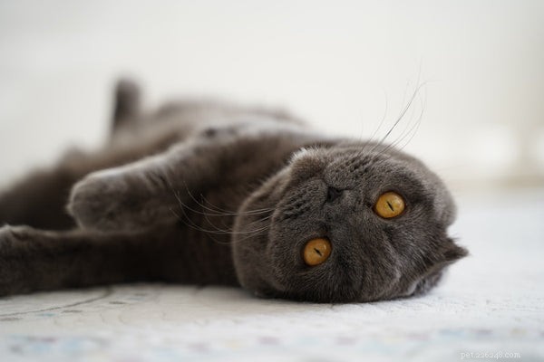 Самые популярные породы кошек:познакомьтесь с этими замечательными кошачьими