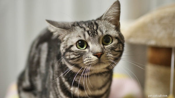 De mest populära kattraserna:Lär känna dessa underbara kattdjur