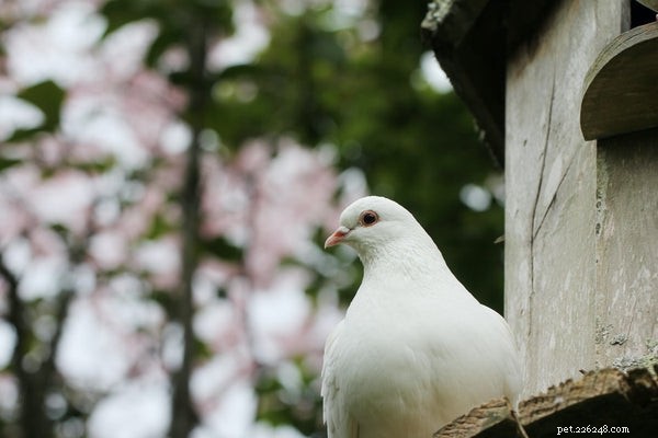 Types de colombes :tout ce que vous devez savoir