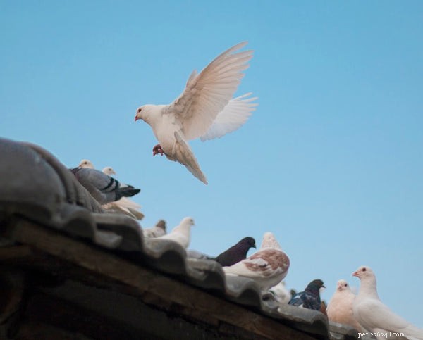 Types de colombes :tout ce que vous devez savoir