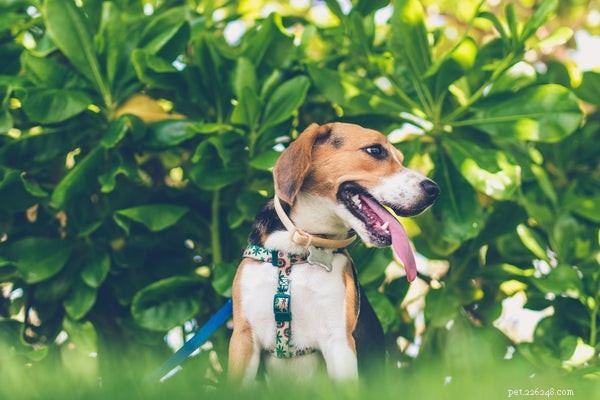 Små hundsele:Vad du behöver veta för att hålla din valp säker