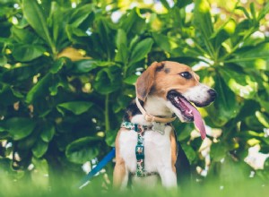Postroj pro malé psy:Co potřebujete vědět, aby bylo vaše štěně v bezpečí