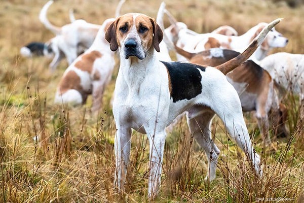 これらのトップ7の狩猟犬の品種を参照してください 
