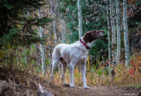 Посмотрите эти 7 лучших пород охотничьих собак