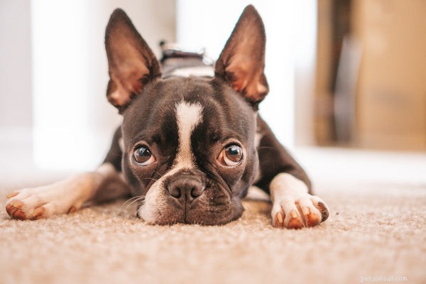 Bekijk deze top 7 beste hondenrassen voor appartementen